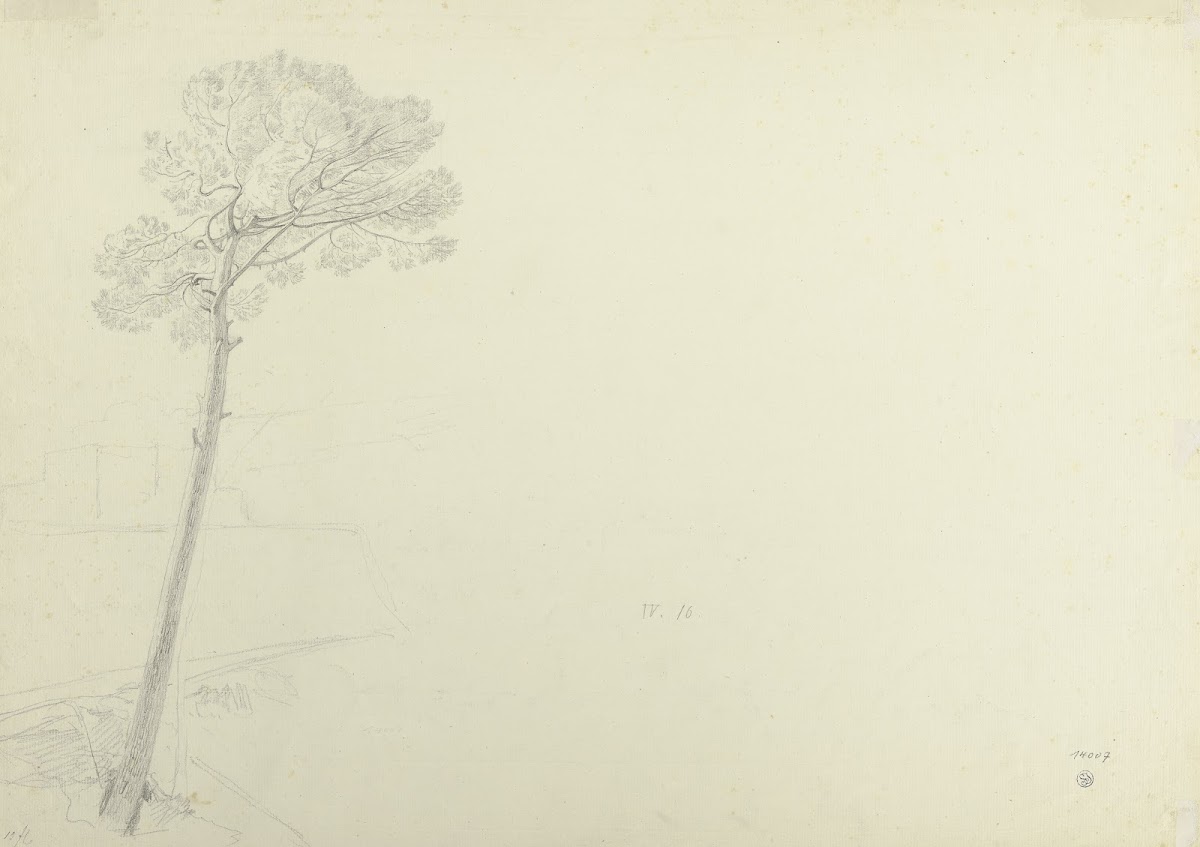 Tree in a landscape