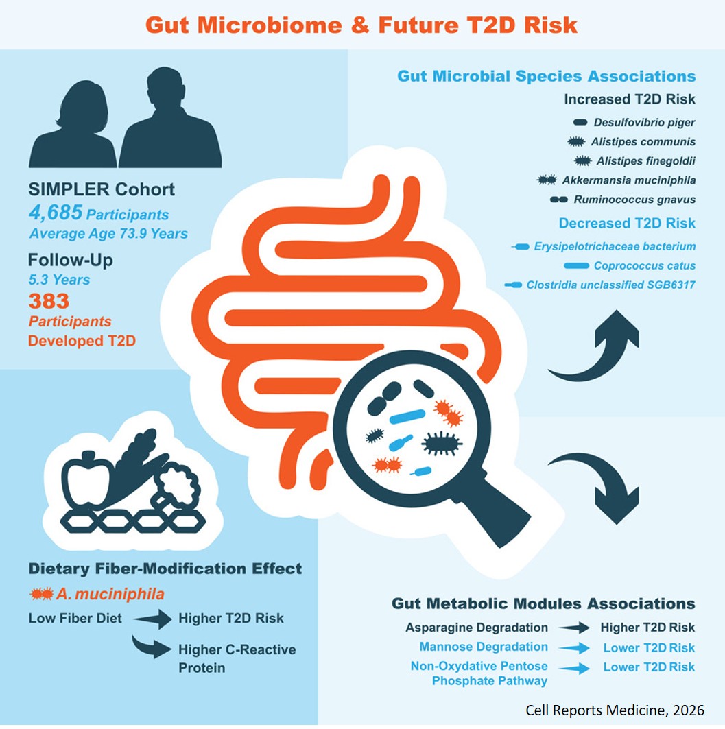 Gut microbiome composition and functional potential associate with incident type 2 diabetes in 4,685 adults from a Swedish prospective cohort