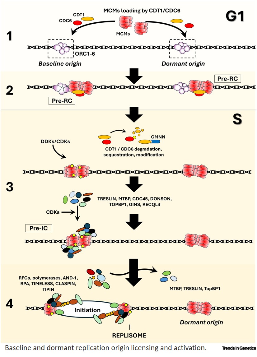 Replication origin flexibility: a tool to mitigate the hazards of excess replication