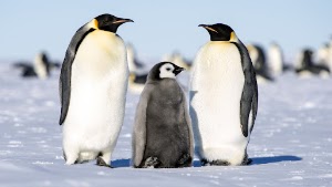 Penguins Wallpaper