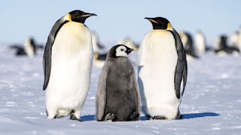 Penguins Wallpaper