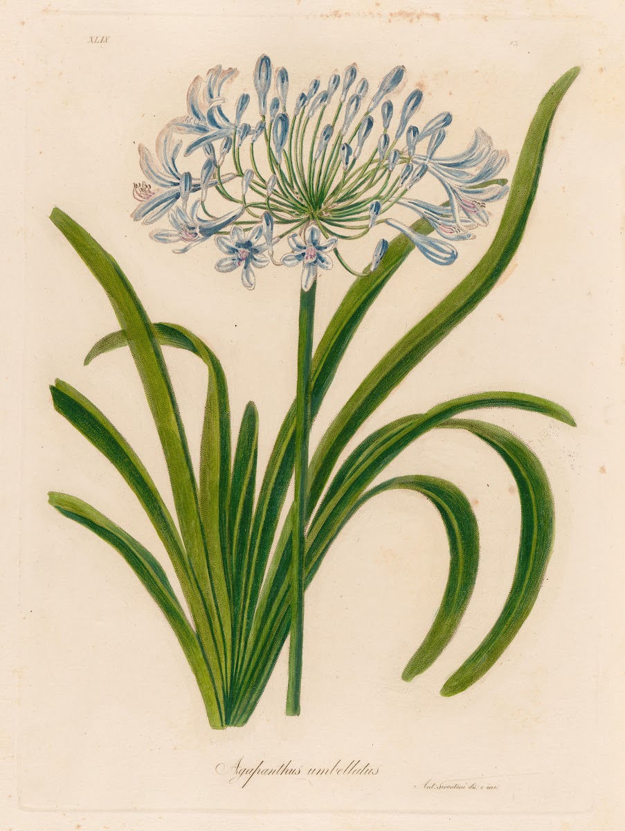 Agapanthus umbellatus 1818 1824