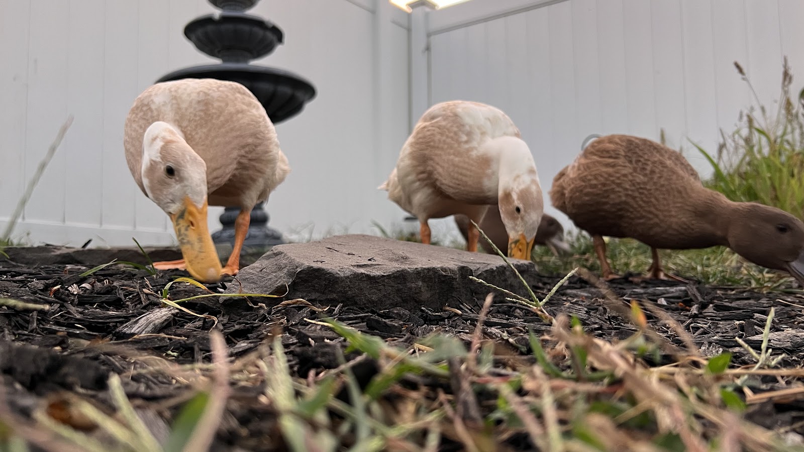 Fawn & White Runner Duck, Khaki Campbell Duckling