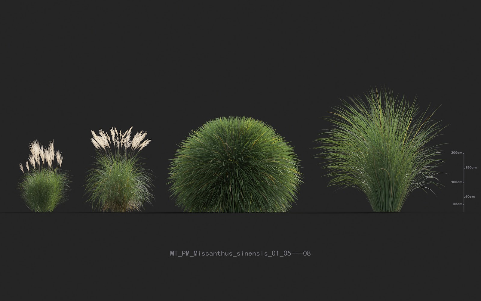 Maxtree - Plant Models Vol.20