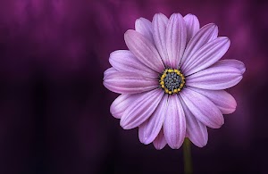 Flower Wallpaper