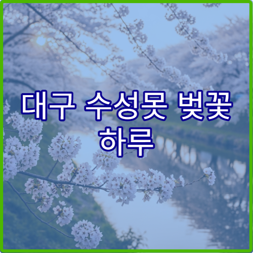 대구 수성못 벚꽃 하루 완벽 동선 초보자용 시간표와 이동 루트