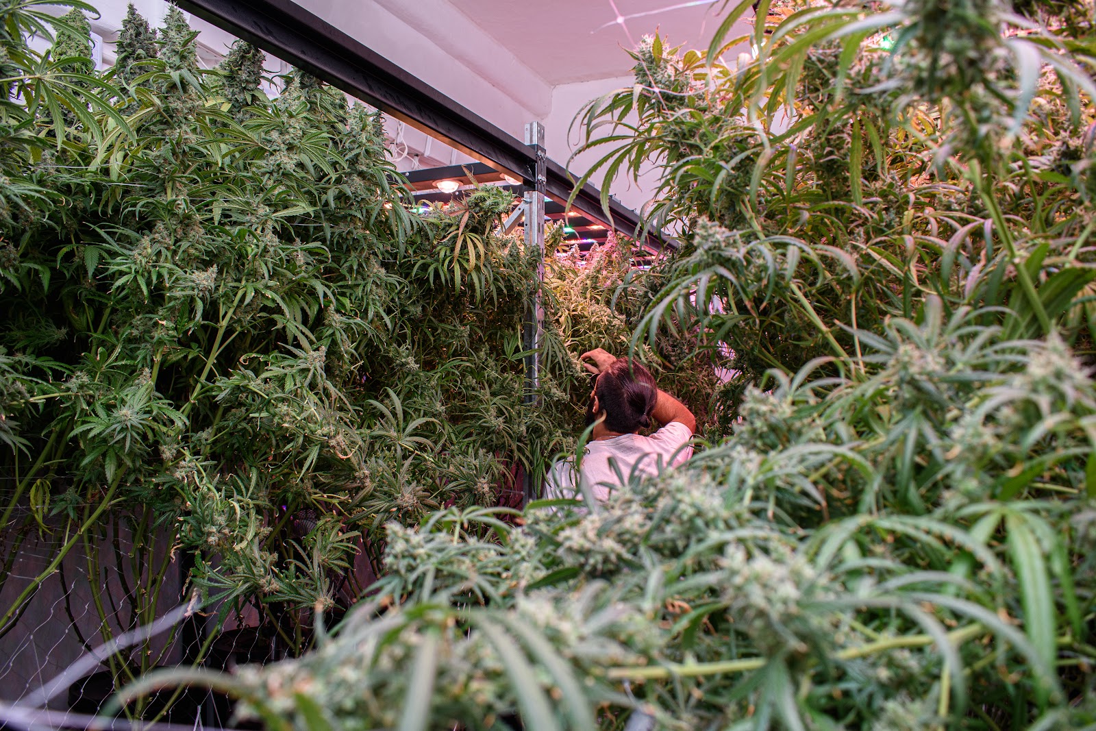 Caso — vista de sala 2