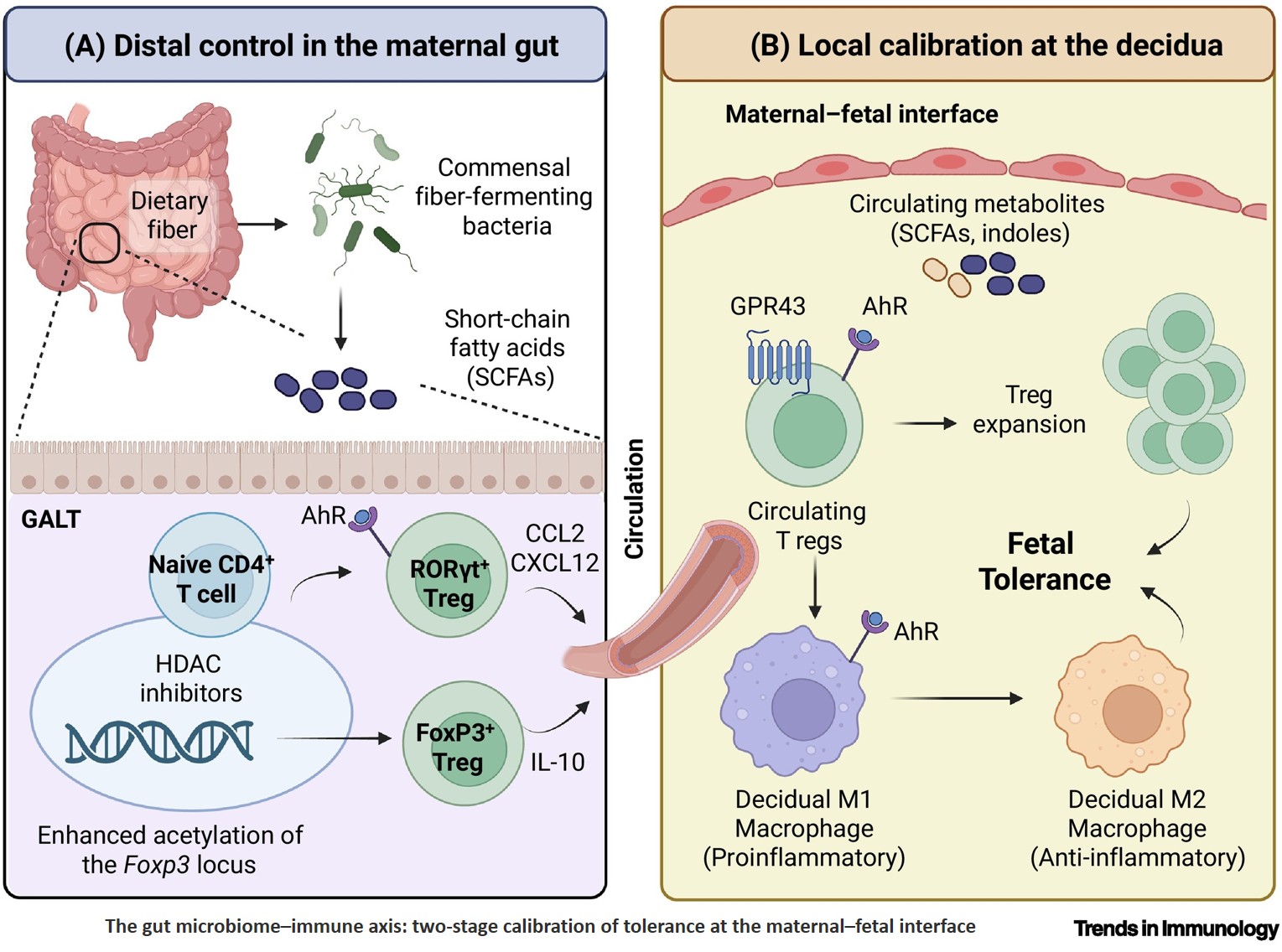 Microbes, molecules, and the maternal–fetal interface: rethinking the gut–placenta axis