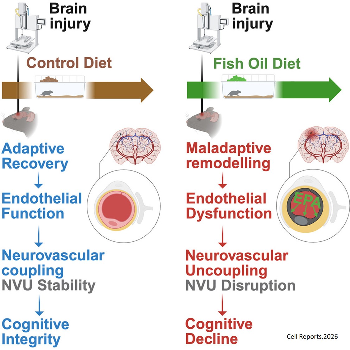 Eicosapentaenoic acid reprograms cerebrovascular metabolism and impairs repair after brain injury, with relevance to chronic traumatic encephalopathy
