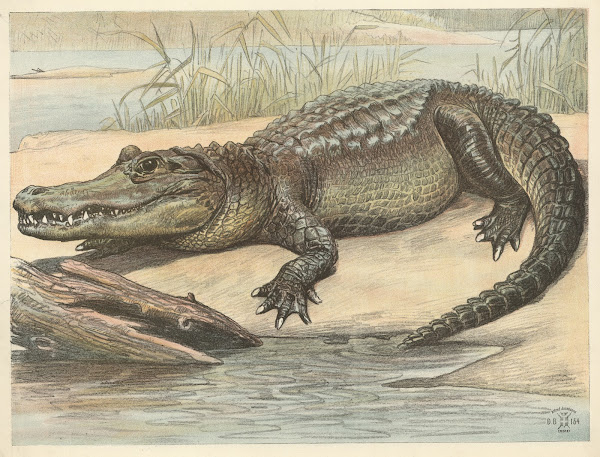 Crocodile 1892