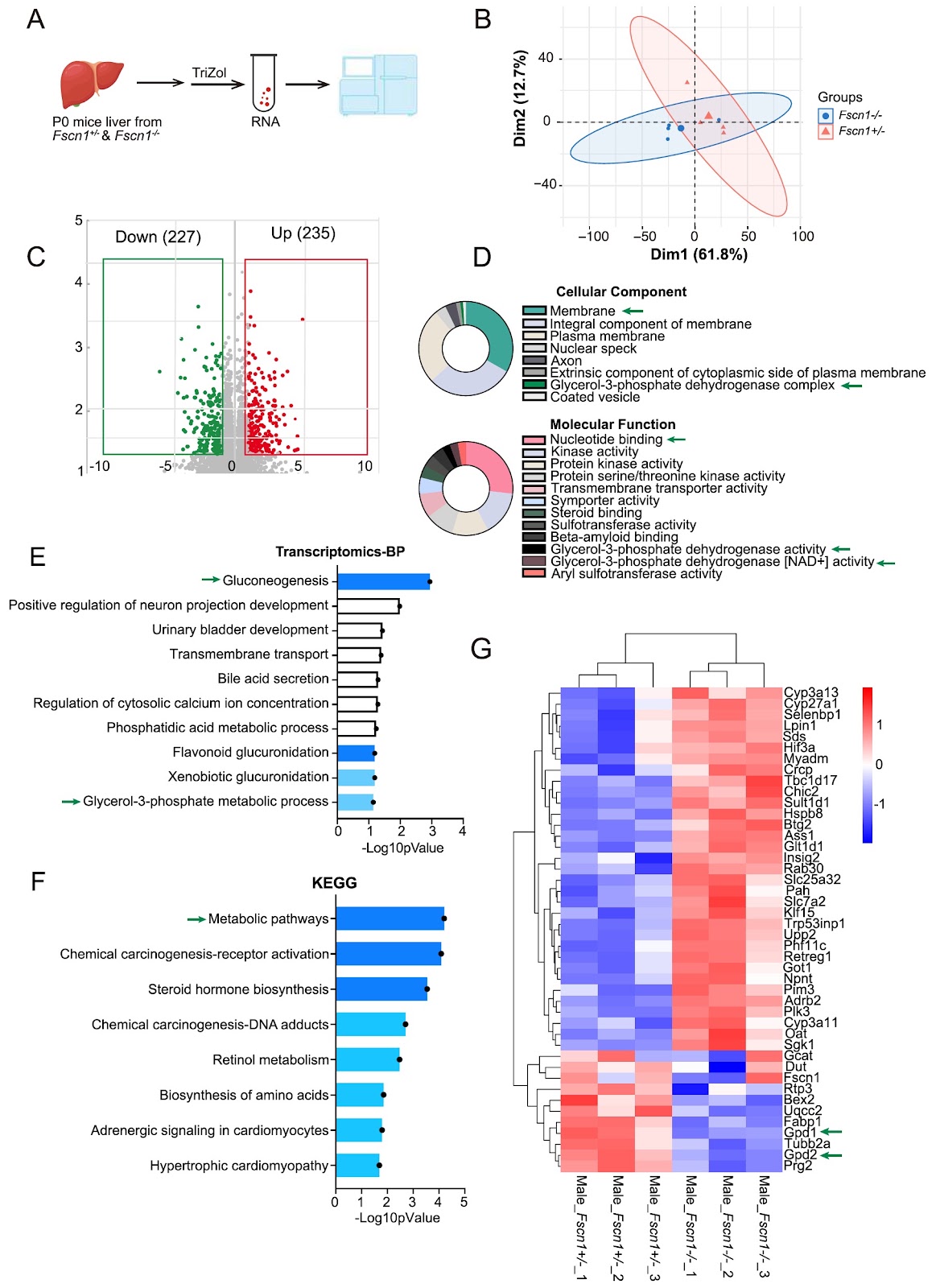 FSCN1-mediated hepatic gluconeogenesis is indispensable for neonatal mice survival