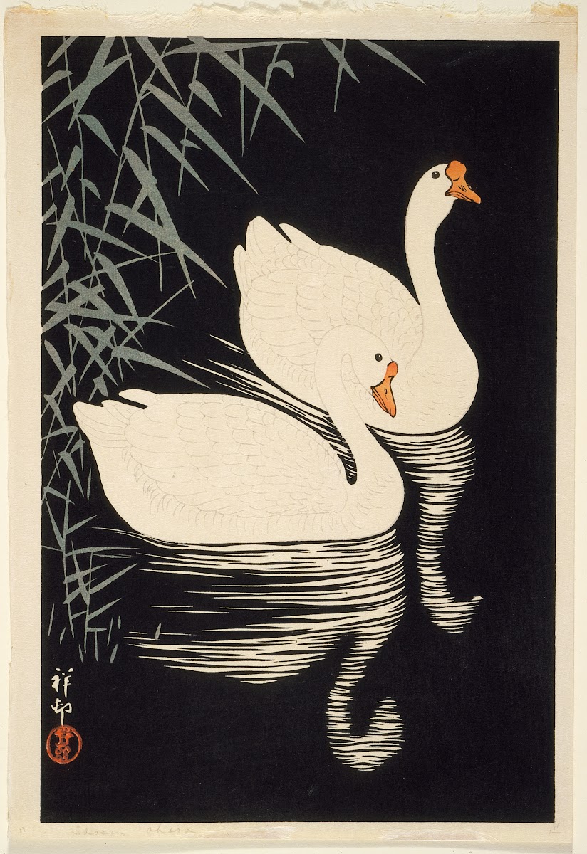White Chinese Geese Swimming By Reeds 1928