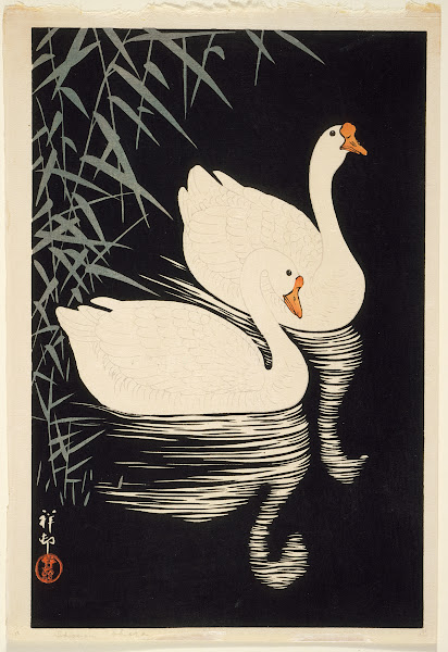 White Chinese Geese Swimming By Reeds 1928