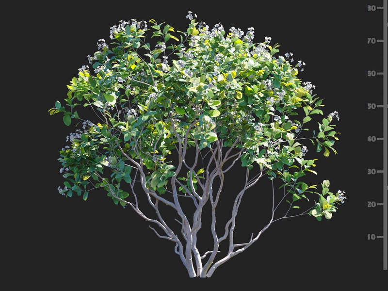 Maxtree - Plant Models Vol.112