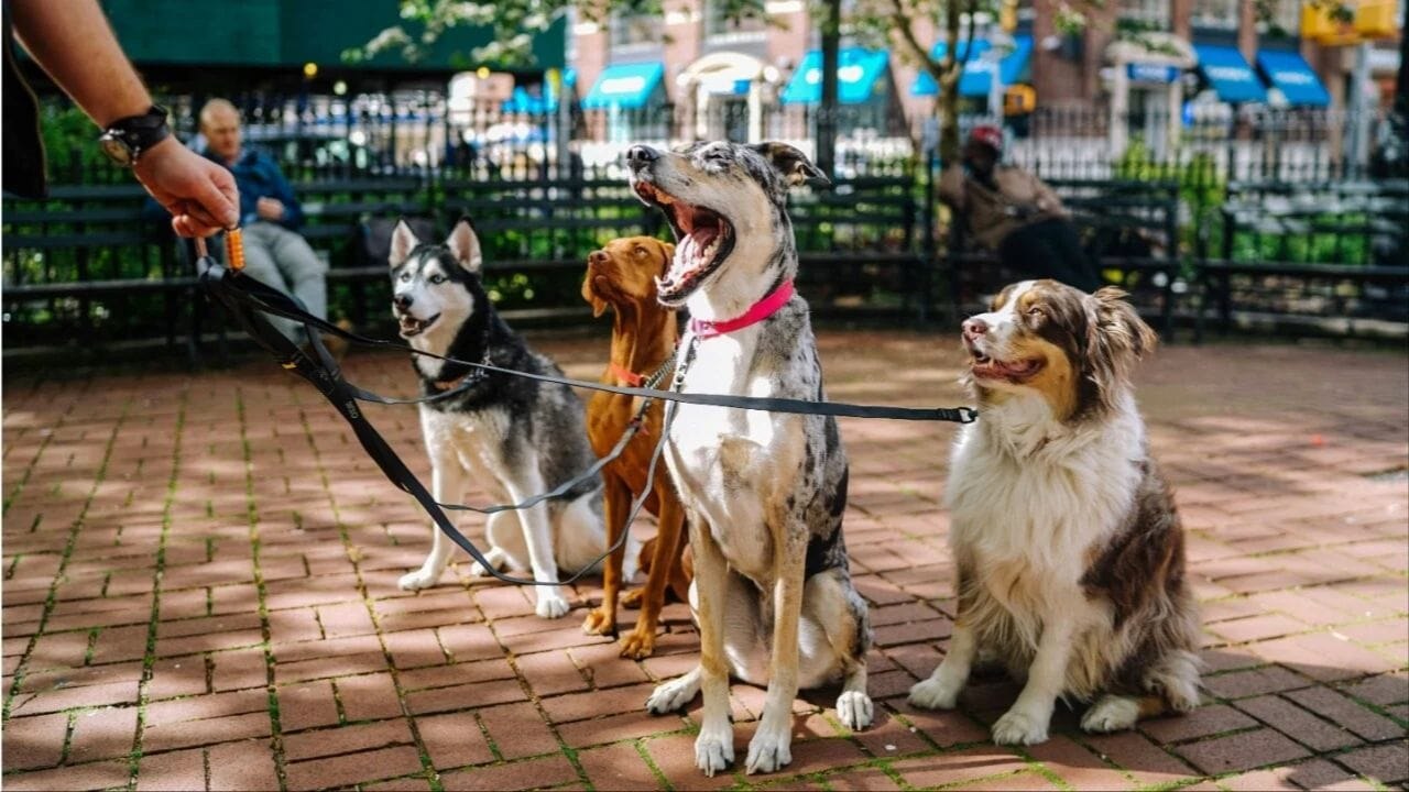 Woman Quits Corporate Job to Walk Dogs for Four Months