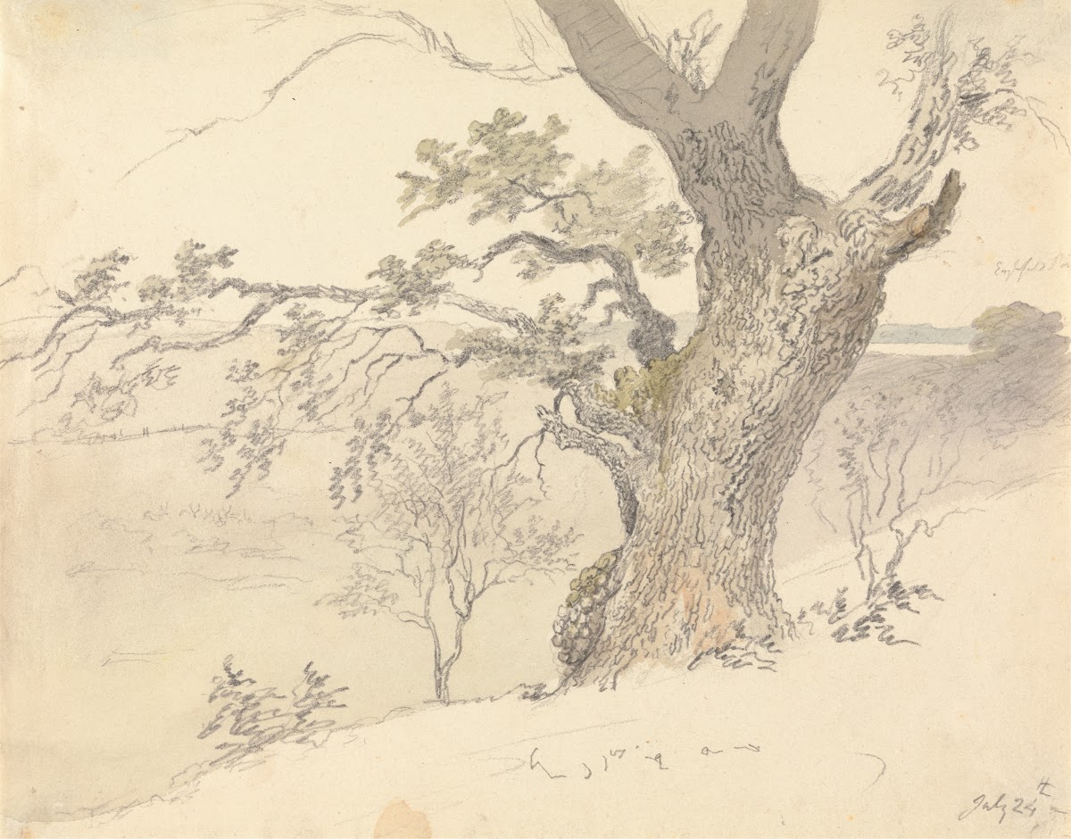 An Oak in Englefield Park