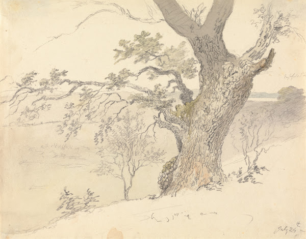 An Oak in Englefield Park
