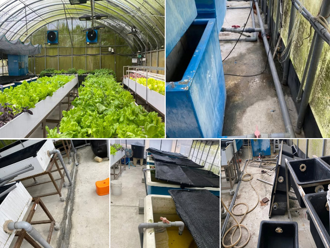 養殖科魚菜共生農場設備照片