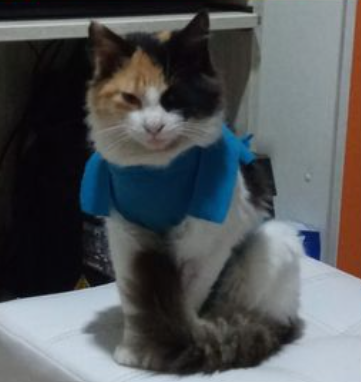 MISHURA