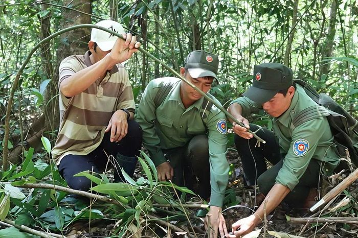Theo chân lực lượng bảo vệ rừng phá bỏ bẫy thú - Báo Sài Gòn Giải Phóng