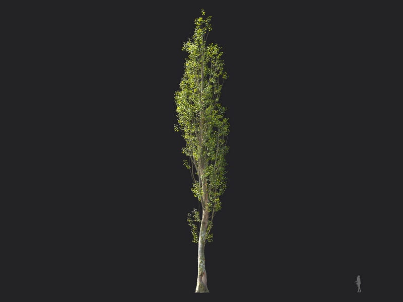 Maxtree - Plant Models Vol.124