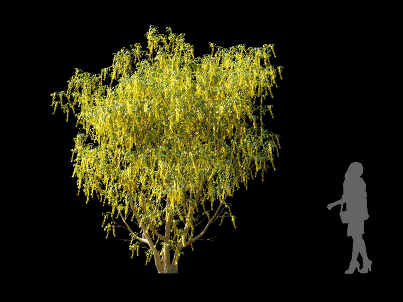 Maxtree - Plant Models Vol.120