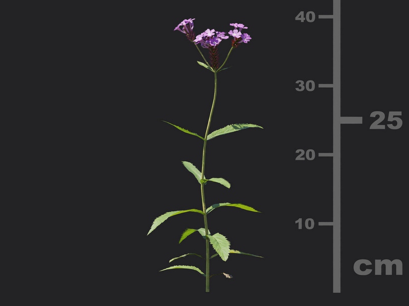 Maxtree - Plant Models Vol.116