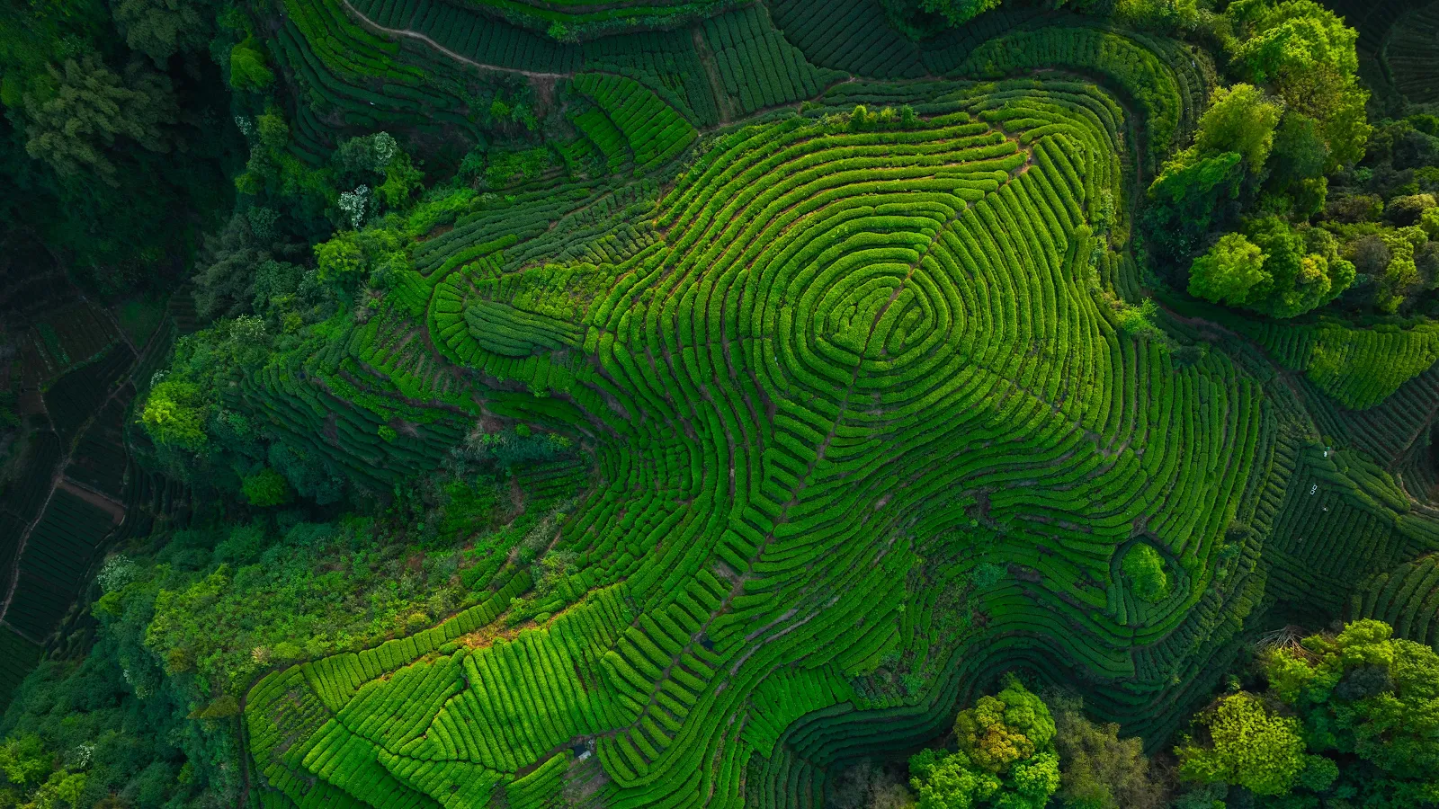 Lush Green Tea Terraces - Aerial Photography 4K Wallpaper (3840x2160)