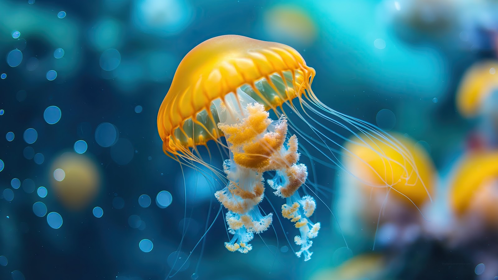 Jellyfish Wallpaper