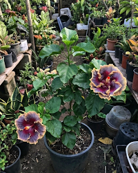 Hibiscus Chris Luk