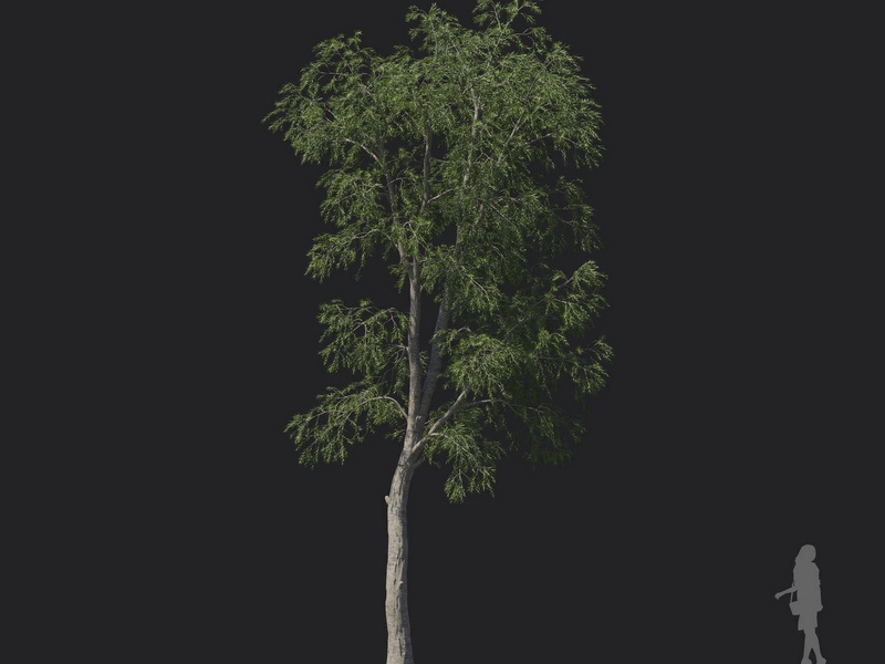 Maxtree - Plant Models Vol.121