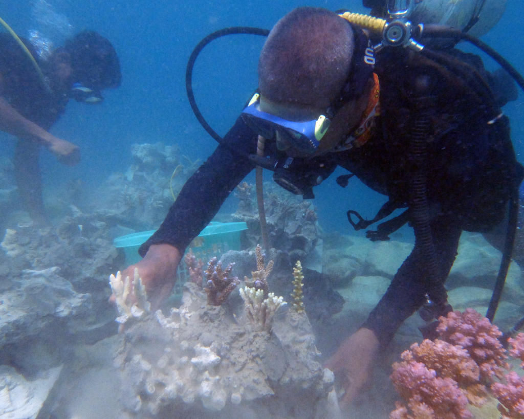 Coral reef transplantation. Restore Indonesia coral reef, Indonesia coral reef, restore coral reef. CarbonEthics Indonesia