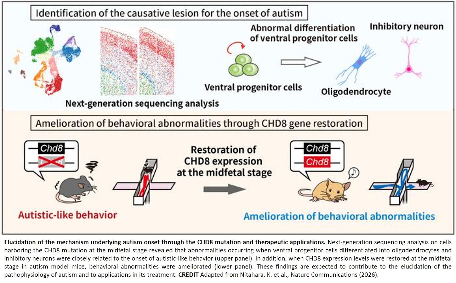 Abnormal differentiation of fetal neural progenitor cells causes autistic-like behavior
