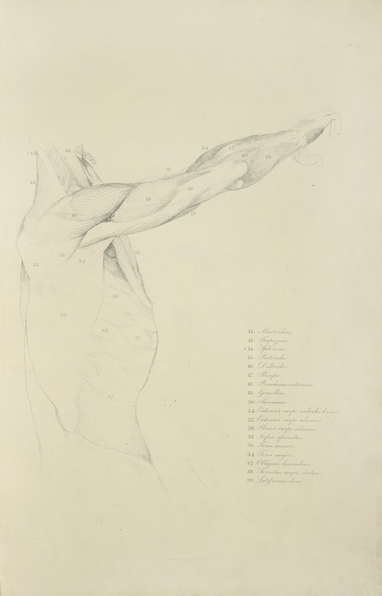 View of right arm and side of torso from the side 1833