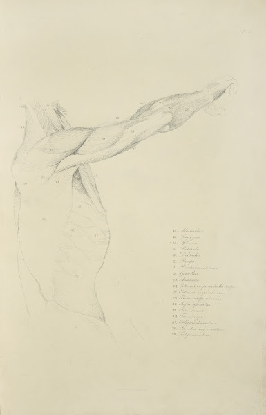 View of right arm and side of torso from the side 1833