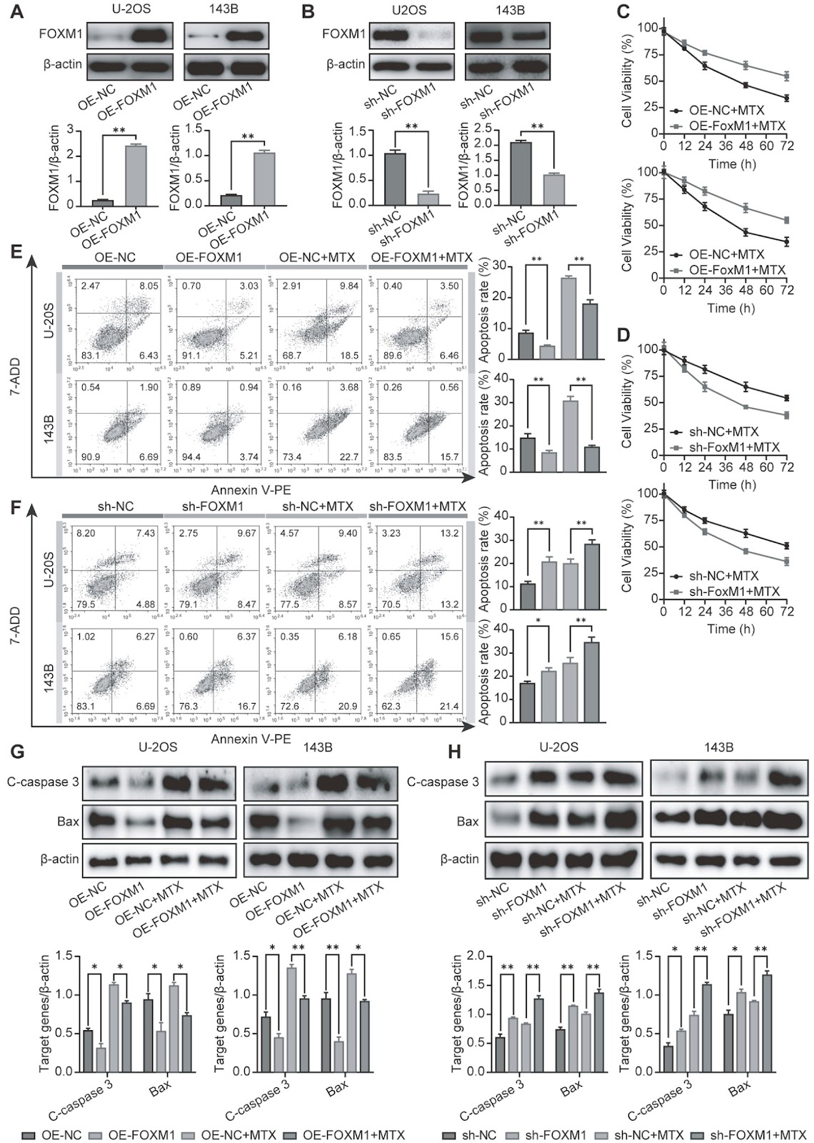 FOXM1 mediates methotrexate resistance in osteosarcoma cells by promoting autophagy