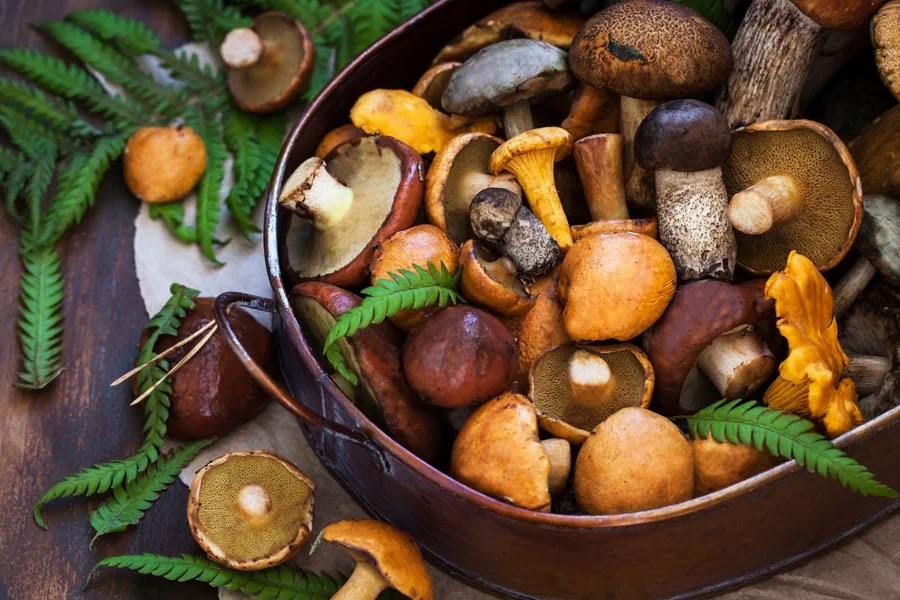 A copper bowl of foraged wild mushrooms, including boletes and chanterelles, with fern fronds on a wooden table.