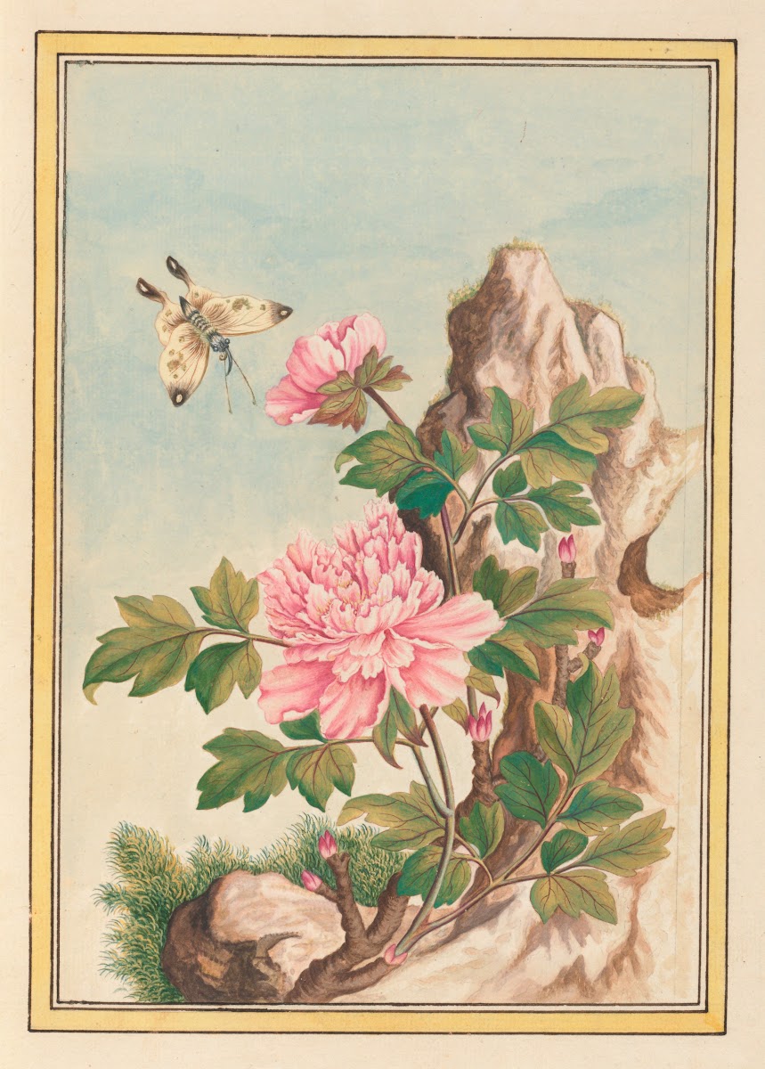 Plantes de Chine Pl010 1776
