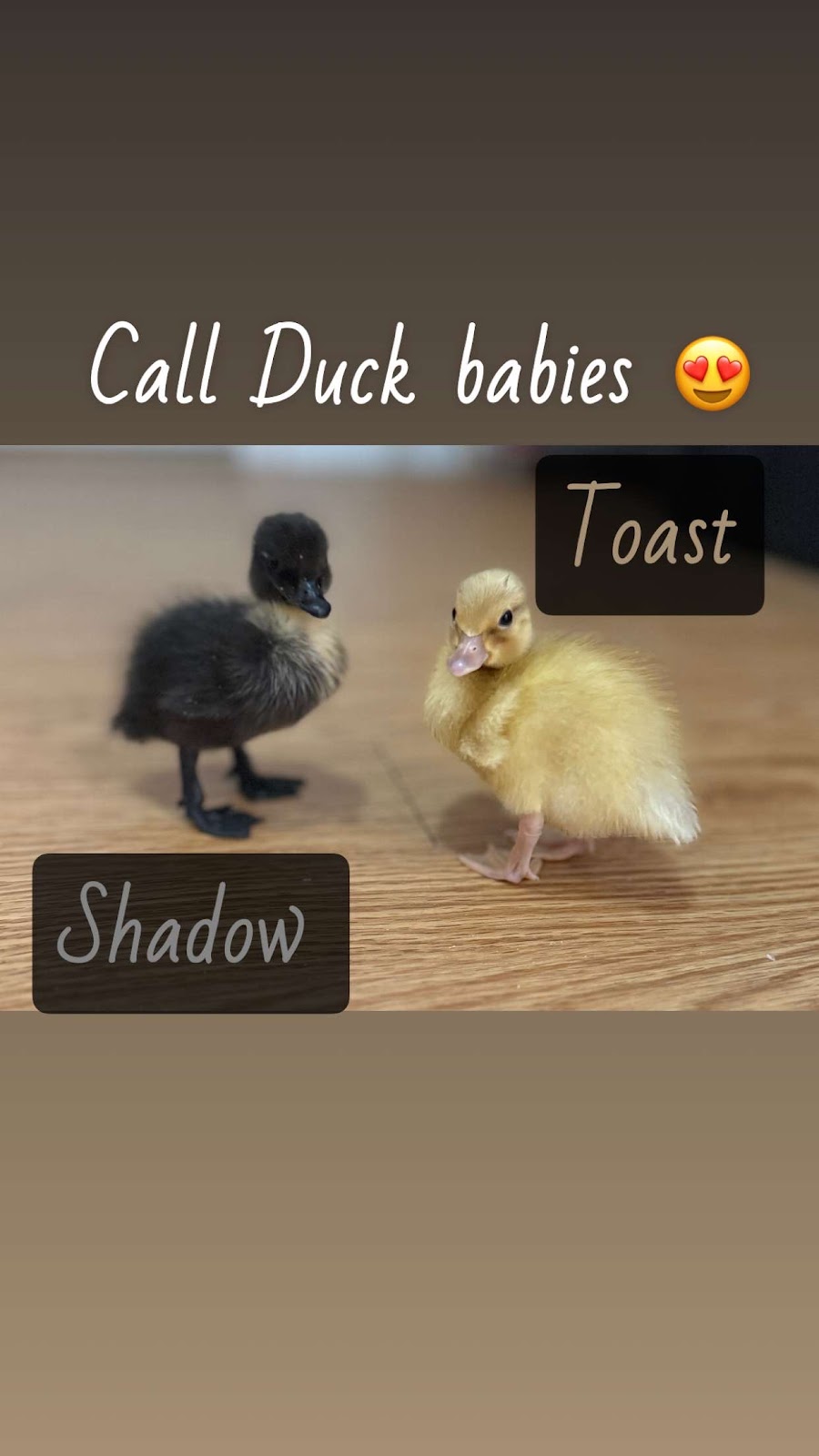 Black Call Duckling