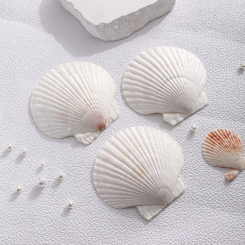 Scented Candle Soy Wax, Shell Shape, Handcrafted
