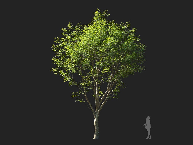 Maxtree - Plant Models Vol.114
