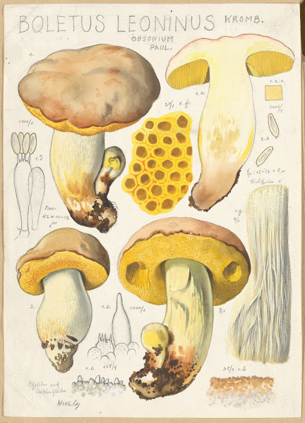 Boletus leoninus 1915 1945