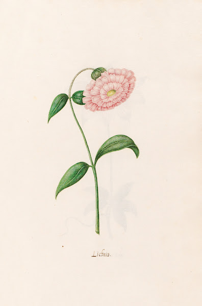 Lichnis 1692