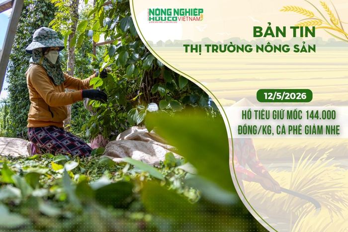 Thị trường nông sản 12/5/2026: Hồ tiêu giữ mốc 144.000 đồng/kg, cà phê giảm nhẹ - Nông nghiệp Hữu cơ Việt Nam