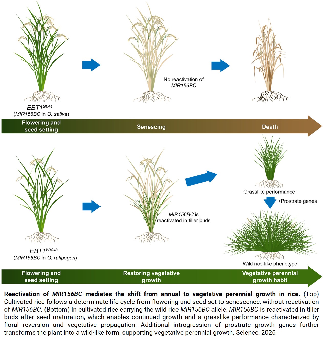 Key gene for perennial growth in wild rice identified!