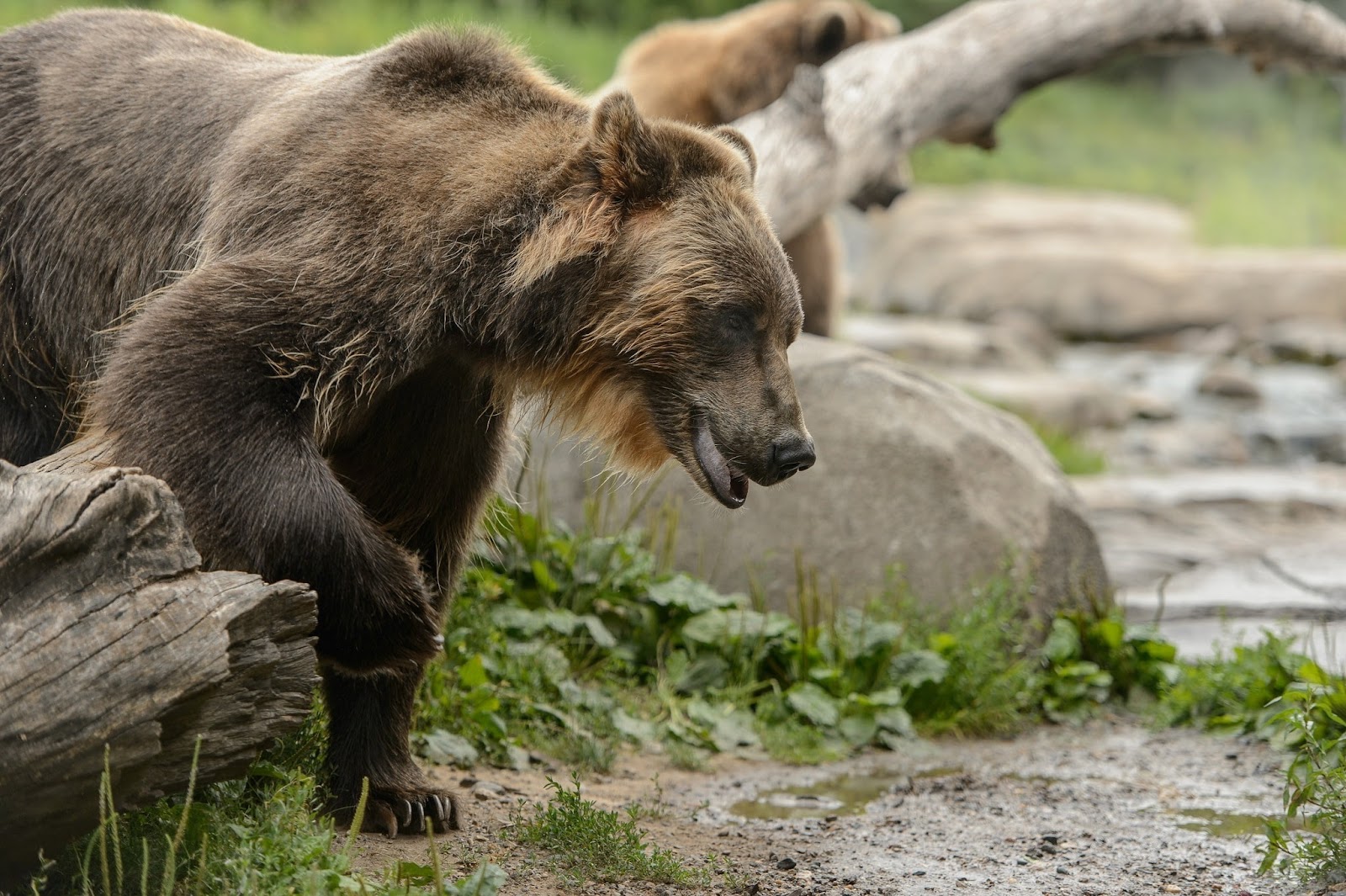 Grizzly Bear Wallpaper