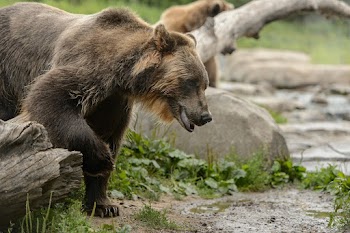 Grizzly Bear Wallpaper