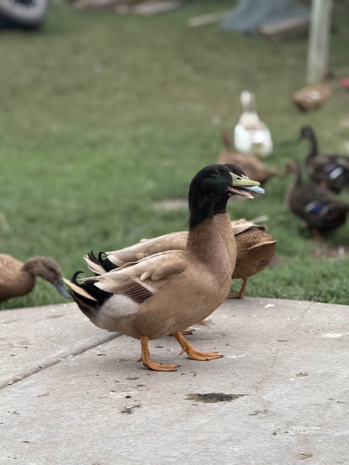 Khaki Campbell Duckling
