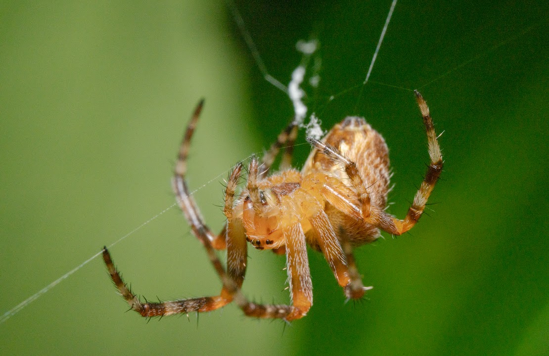 Araneus diadematus