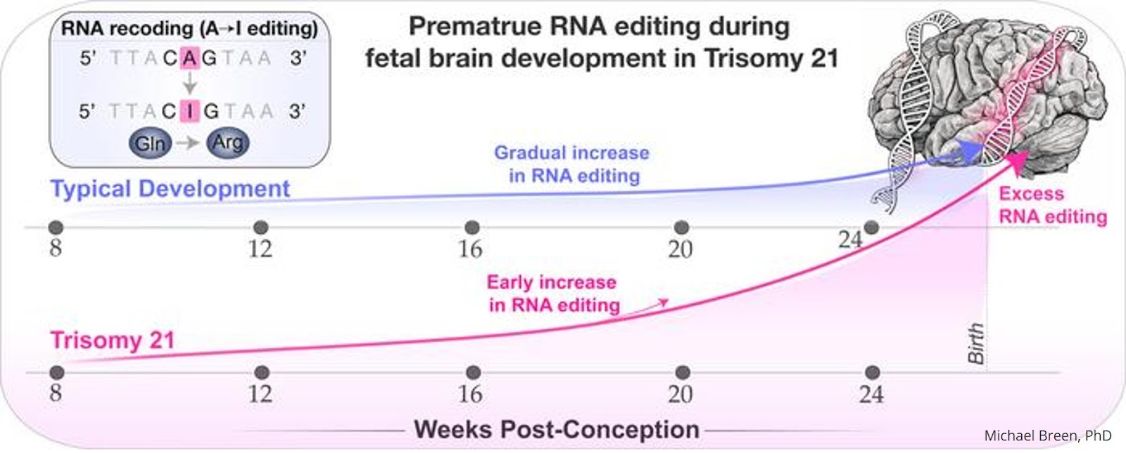 Trisomy 21 Drives ADARB1 Overexpression and Premature RNA Recoding in the Developing Fetal Brain